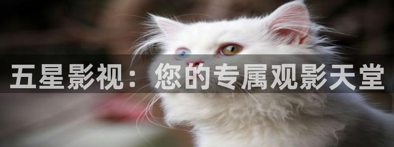 金桔电影网：五星影视：您的专属观影天堂