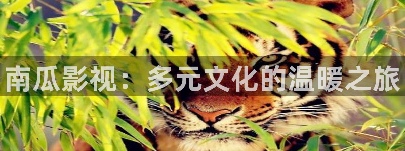金桔影视下载安装视频：南瓜影视：多元文化的温暖之旅